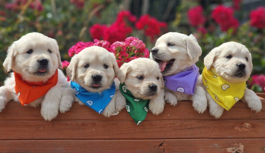 Chiot Golden Retriever des Anges de la Claie
