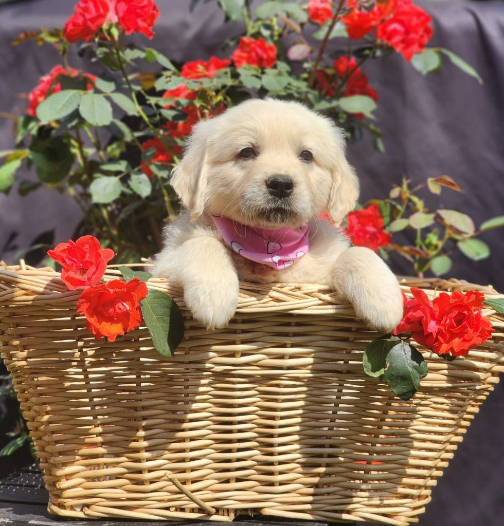 des Anges de la Claie - Chiots disponibles - Golden Retriever
