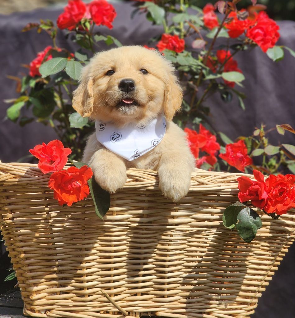 des Anges de la Claie - Chiots disponibles - Golden Retriever