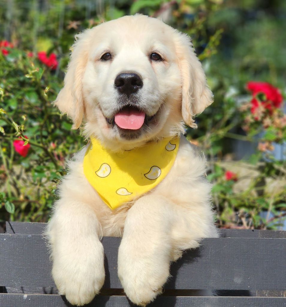 des Anges de la Claie - Chiots disponibles - Golden Retriever