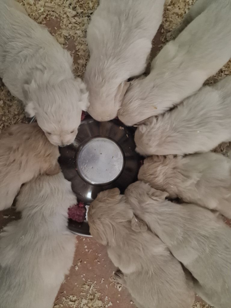Chiot Golden Retriever des Anges de la Claie