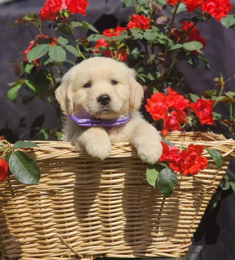 des Anges de la Claie - Chiots disponibles - Golden Retriever