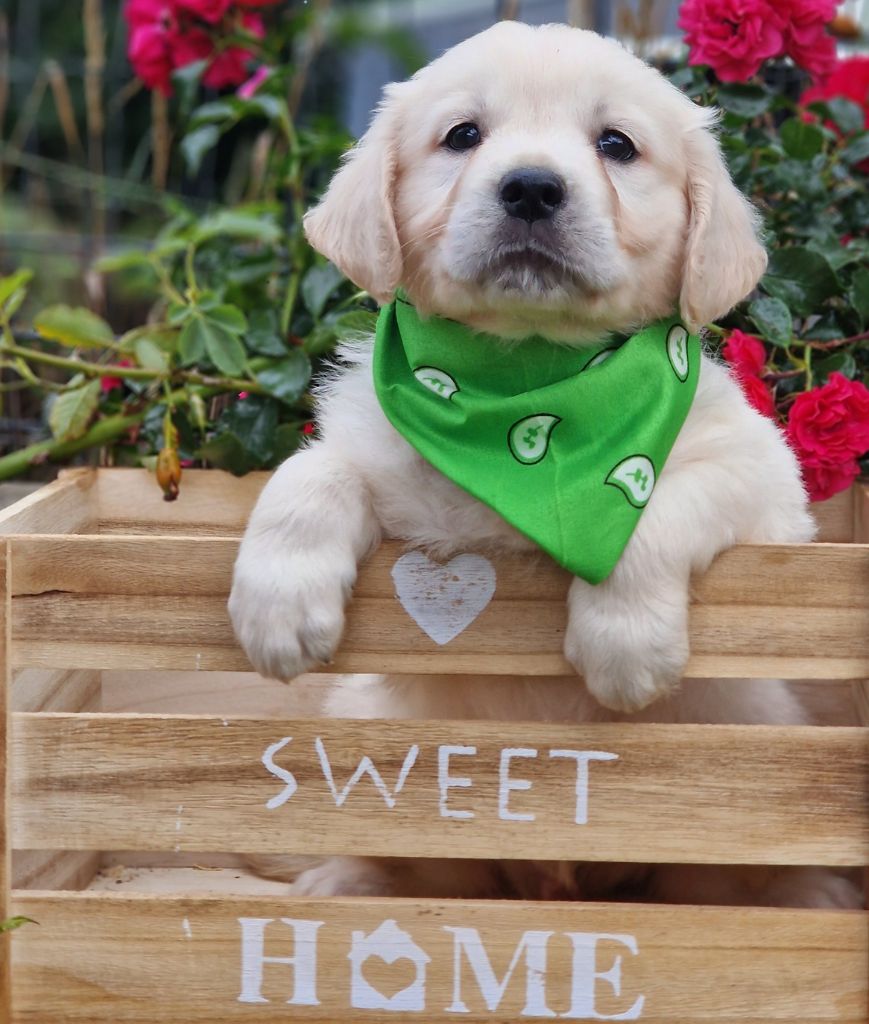 des Anges de la Claie - Chiots disponibles - Golden Retriever
