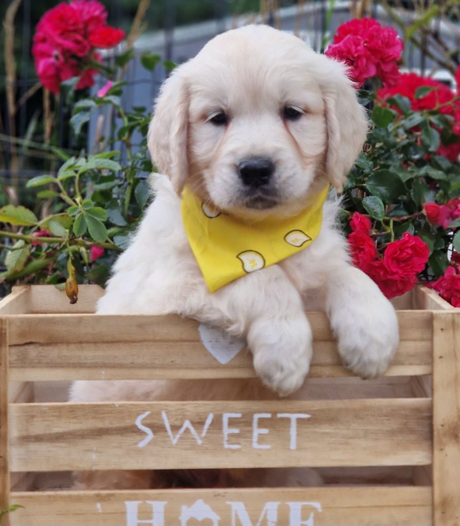 des Anges de la Claie - Chiots disponibles - Golden Retriever