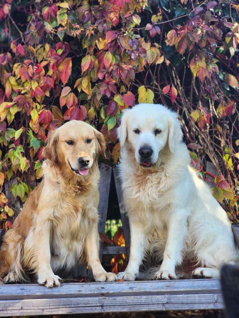 des Anges de la Claie - Golden Retriever - Portée née le 05/10/2025