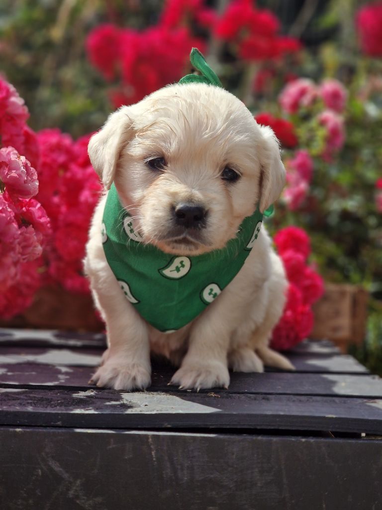 des Anges de la Claie - Chiots disponibles - Golden Retriever