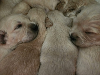 Chiot N°7