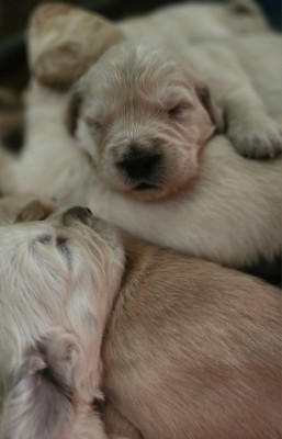 Chiot N°9