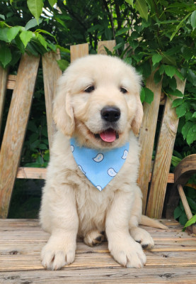 CHIOT 5