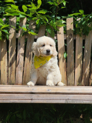 CHIOT 1