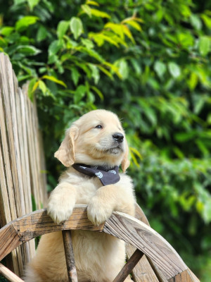 Chiot N°2