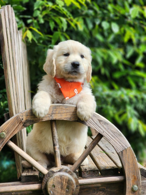Chiot N°4