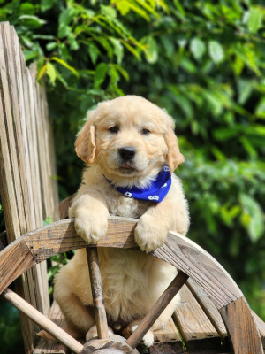 Chiot N°7