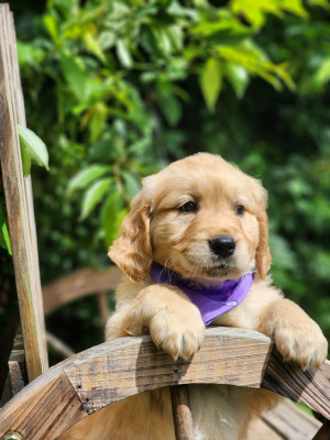 Chiot N°10