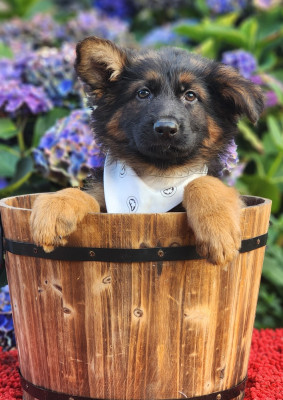 CHIOT 9