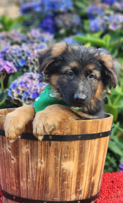 CHIOT 10