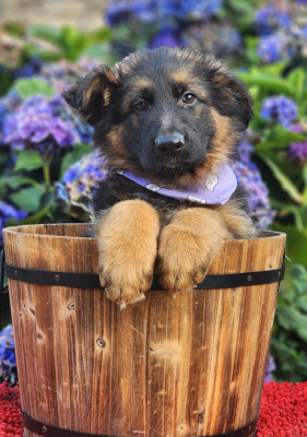 CHIOT 11