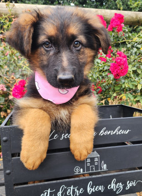 CHIOT 6
