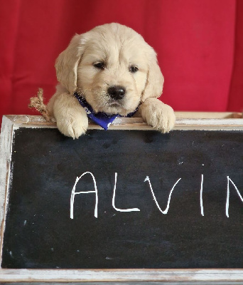 ALVIN