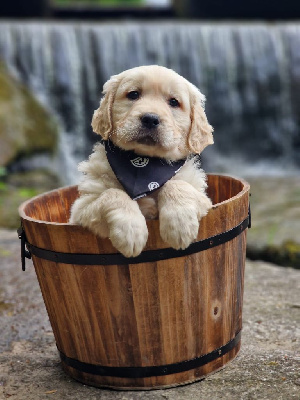 CHIOT 1