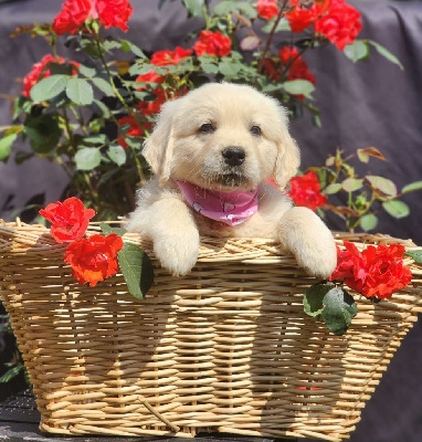 CHIOT 8