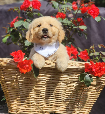 CHIOT 5