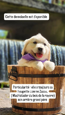 CHIOT 6