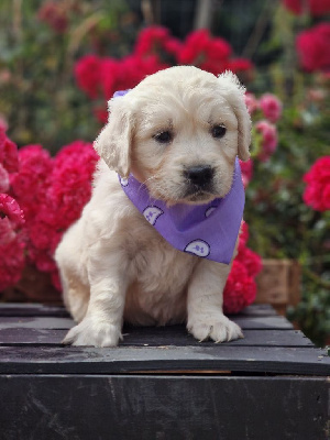 CHIOT 5