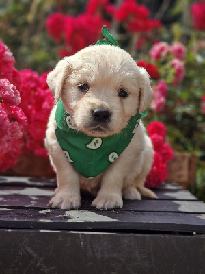CHIOT 4