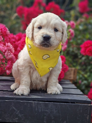 CHIOT 3