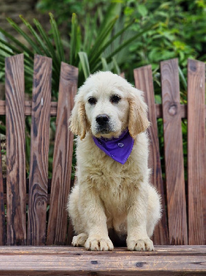 CHIOT 9