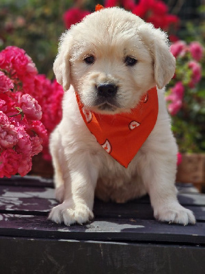 CHIOT 1