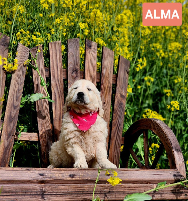 ALMA