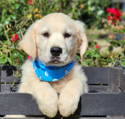 CHIOT 4