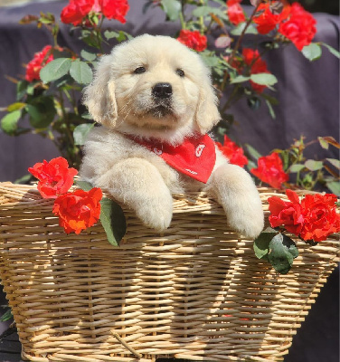 CHIOT 9