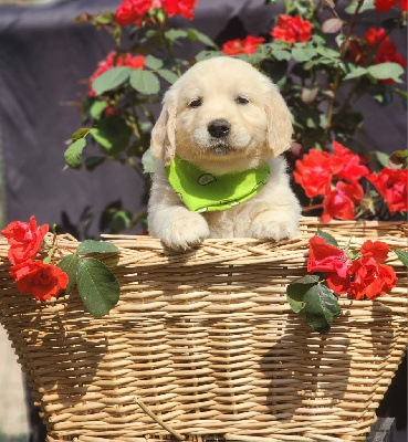 CHIOT 2