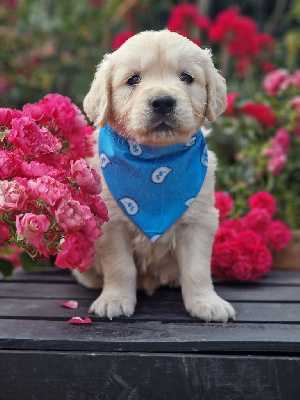 CHIOT 2
