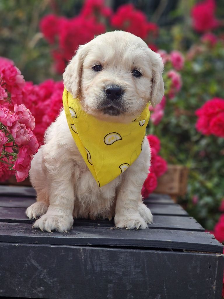 des Anges de la Claie - Chiots disponibles - Golden Retriever