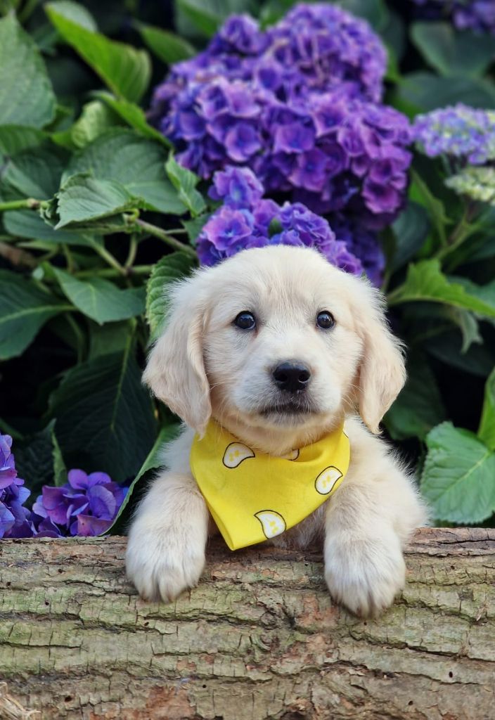 des Anges de la Claie - Chiots disponibles - Golden Retriever
