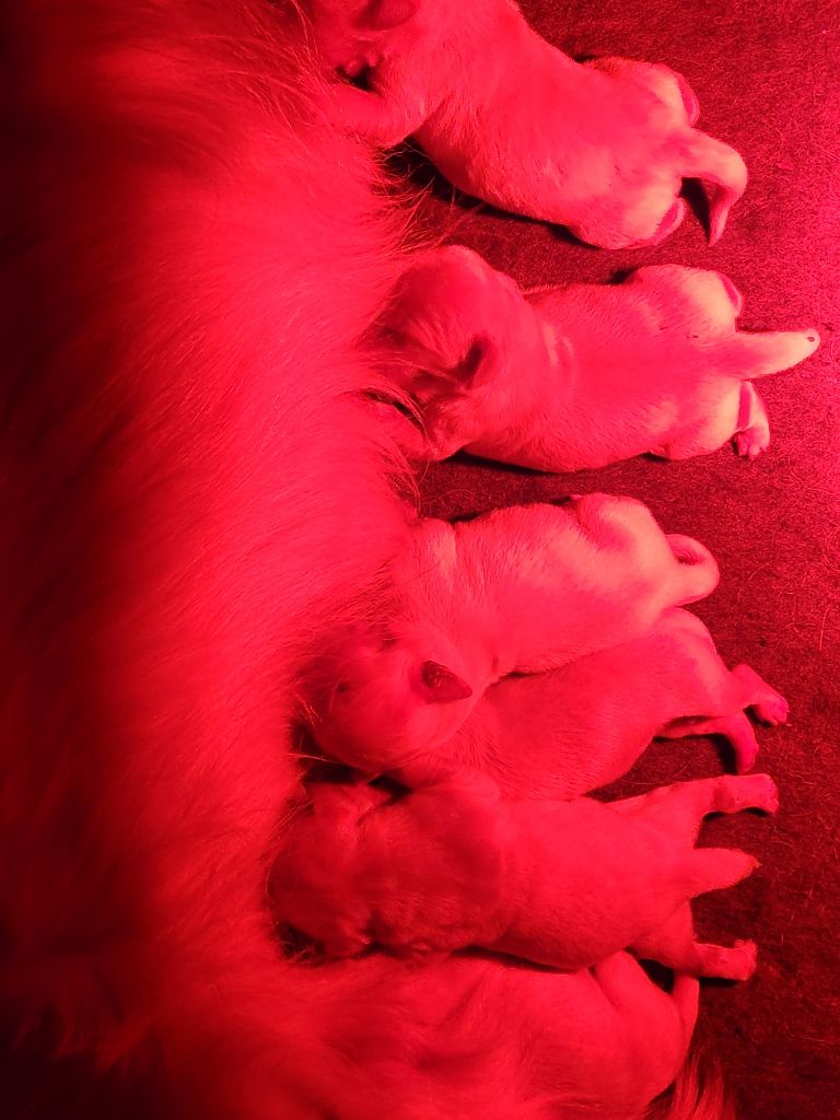 des Anges de la Claie - Golden Retriever - Portée née le 02/10/2025