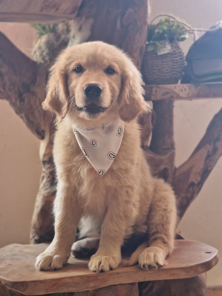 des Anges de la Claie - Golden Retriever - Portée née le 12/04/2025