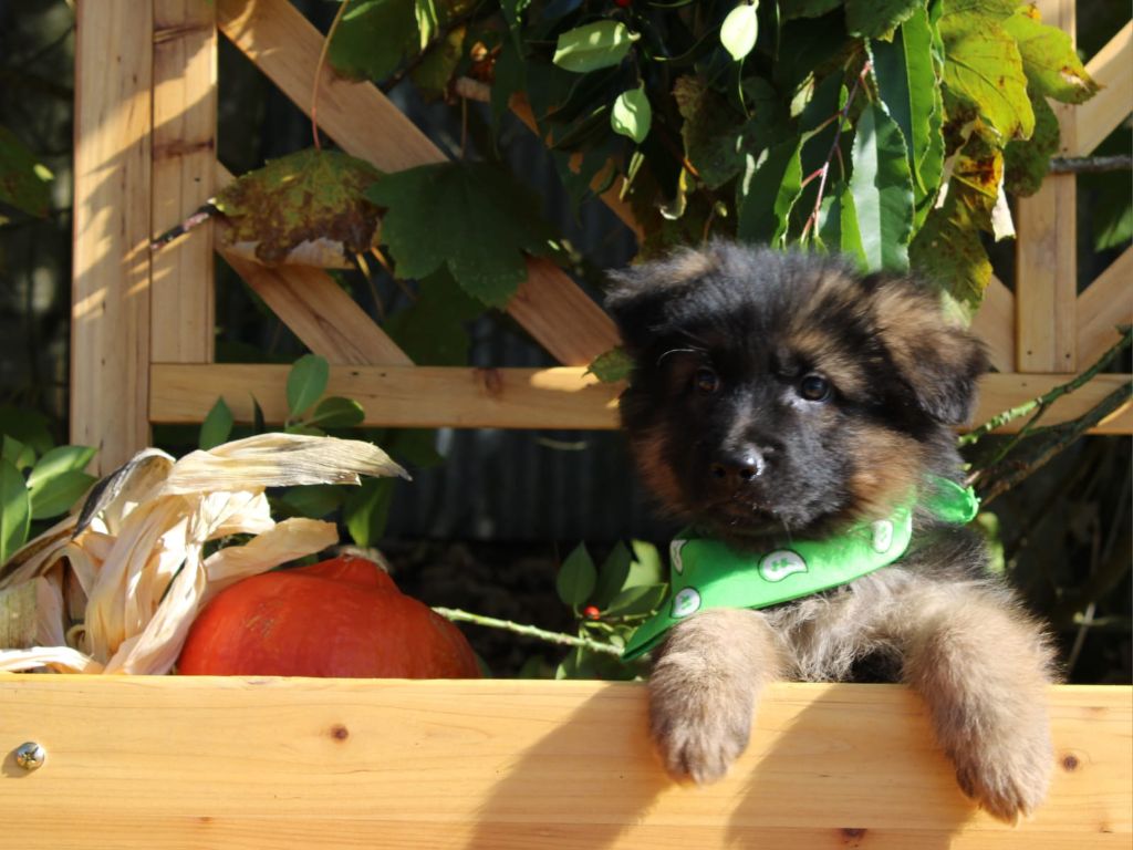 des Anges de la Claie - Chiots disponibles - Berger Allemand Poil Long