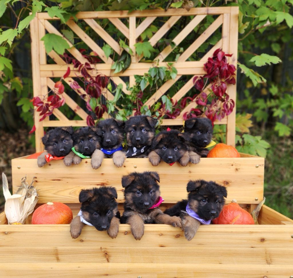 Chiot Berger Allemand Poil Long des Anges de la Claie