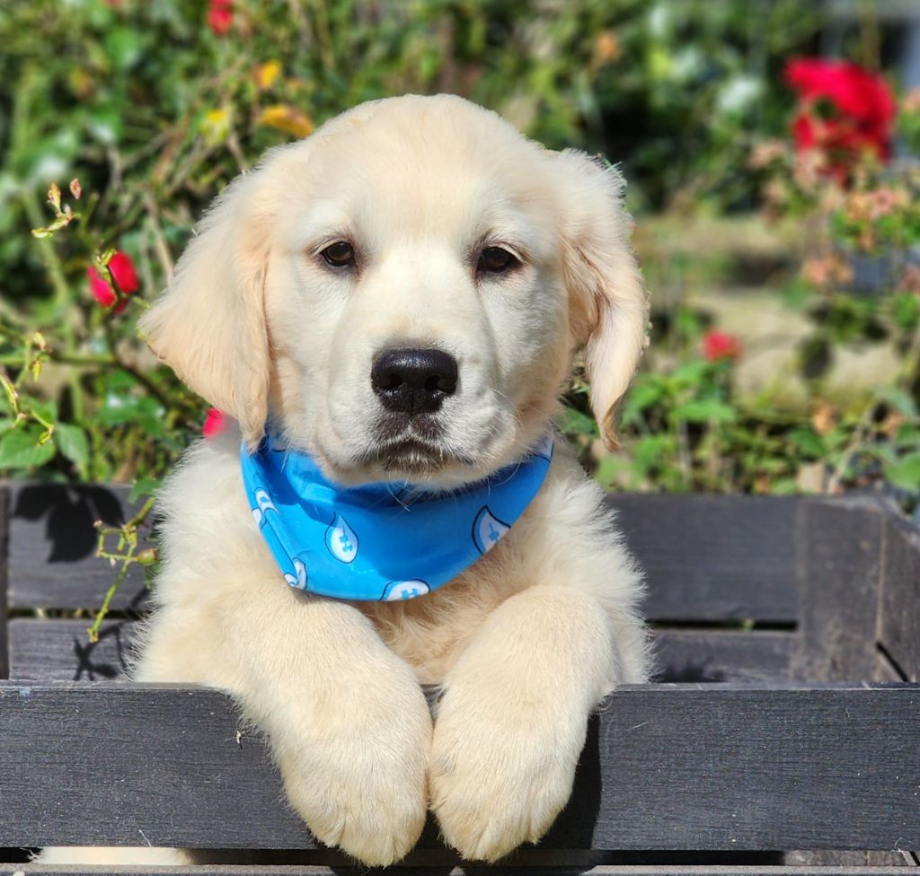 des Anges de la Claie - Chiots disponibles - Golden Retriever
